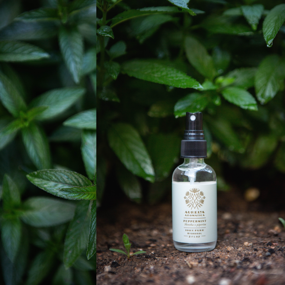 Peppermint Hydrosol Aurelia Aromatica